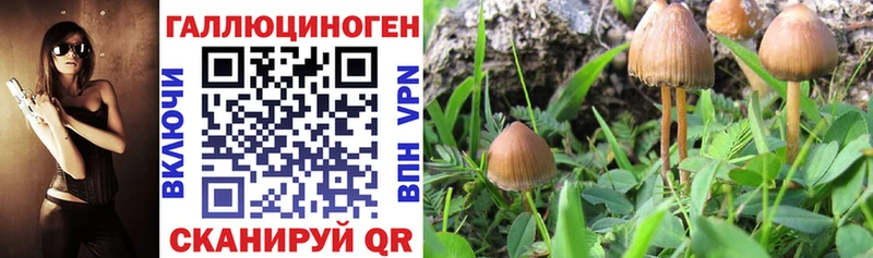 где купить наркоту  Кувандык  Псилоцибиновые грибы мухоморы 